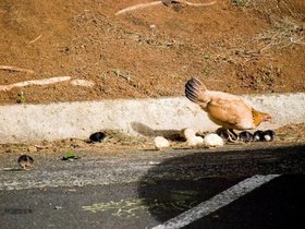 Feral chicken with her chicks The rooster is just.jpg